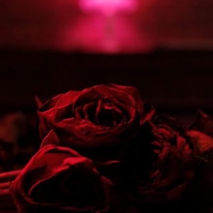 Paper Kites - Roses (Vinyl)