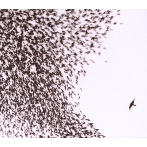 Wilco - Sky Blue Sky (2007) (2x Sky Blue Vinyl)