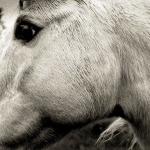 Bonny Light Horseman - Bonny Light Horseman (2020) (CD)