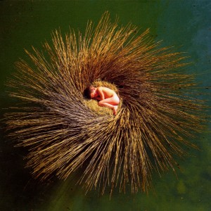 Peter Gabriel - OVO (2000) (CD)