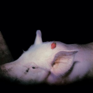 Damned - Strawberries (1982) (40th Anniversary) (2CD)