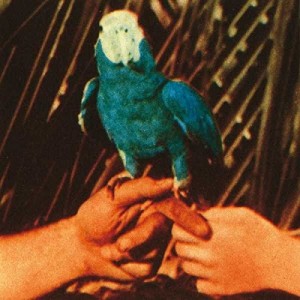 ANDREW BIRD-ARE YOU SERIOUS